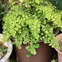 アジアンタム,アジアンタム,マンリョウ,マンリョウ,七福神の画像