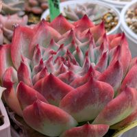 チワワエンシス,リラシナ錦,多肉植物,葉挿し,リメ缶の画像