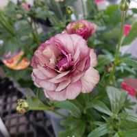 ラナンキュラス,プリムラオブコニカ,あっ火曜日,真っ赤な火曜日,可憐な火曜日の画像