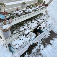 火祭り　(クラッスラ属),火祭り　(クラッスラ属),黄金細葉万年草,パープルヘイズ,ミルキーウェイの画像