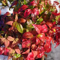 シャクナゲ,ジンチョウゲ,ロウバイ,オタフクナンテン,繋がりに感謝✨の画像