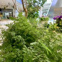 アジアンタム,iPhone撮影,横浜ベイクォーター,鎌倉散策,ダイエットの画像