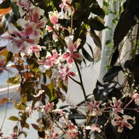 オンシジウム,オンシジウム シャーリーベイビー,いい香り,洋ラン,蘭が好きの画像