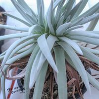 ダドレア,タニラー,ダドレア属,その他部屋の画像