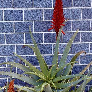 コルジリネ レッドスター,キダチアロエの花,赤色？,ユッカロストラータ　ブルーサンダー,昨日の朝　富士山の画像