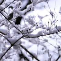 ウツギ,ウツギの仲間,朝比奈北市民の森の画像