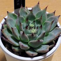 エケベリア,多肉植物,多肉大好き,多肉中毒,多肉多肉多肉の画像