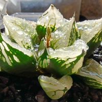 H.コレクタ×裏般若,ハオルチア属,多肉ちゃん,ボタニカルライフ,新芽の画像