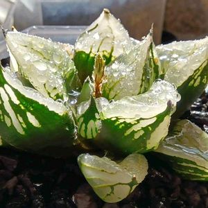 H.コレクタ×裏般若,ハオルチア属,多肉ちゃん,ボタニカルライフ,新芽の画像