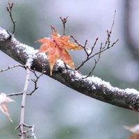 モミジ,ロウバイ,山茶花,梅,鎌倉鶴岡八幡宮の画像