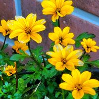 ウインターコスモス,ウメ,シクラメン,スイセン,ノースポールの画像