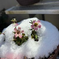 アマリリス,サボテン,クモマグサ,クモマグサ,兜丸の画像