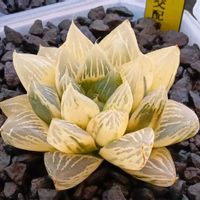 コンプト交配種 糊斑,ハオルチア属,多肉ちゃん,ボタニカルライフ,新芽の画像