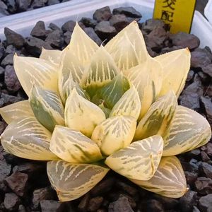 コンプト交配種 糊斑,ハオルチア属,多肉ちゃん,ボタニカルライフ,新芽の画像