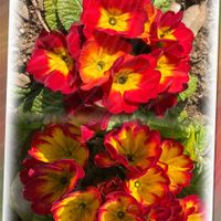 虹の玉,プリムラ ポリアンサ,平和を願う,頑張ろう日本❣️,真っ赤な火曜日の画像