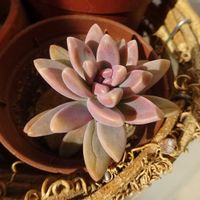 朧月,ターちゃんのベランダ,多肉^_^,ターの復活多肉の画像