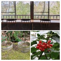 アオキ,アオキ,アオキの赤い実,火曜ベンチ,ゆふいんの画像