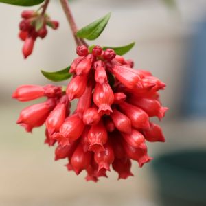 ベニチョウジ,ベニチョウジ,花のある暮らし,沖縄,ナス科の画像