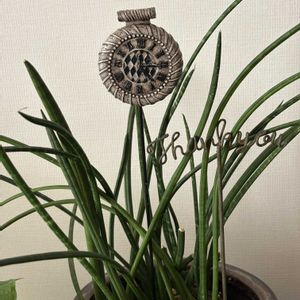 サンスベリア,ウンベラータ,今日も元気でね♥️,リビング,癒しの画像