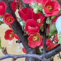 イチゴ,ボケの花の画像