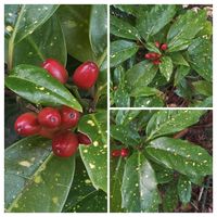 アオキ,アオキの赤い実,広島市　縮景園,可愛い,赤い実の画像