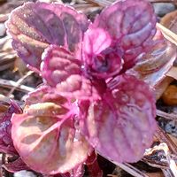 ハーブ,庭の画像