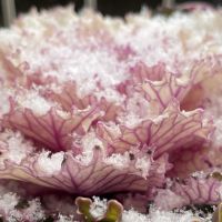 七福神,ビアホップ ,プロリフィカ,モンロー,クインテンシスの画像