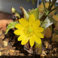 アザレア,オーロラ,福寿草,エケベリア  モヒート,お月様の画像