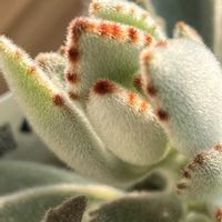 月兎耳,ふわふわ♡の画像