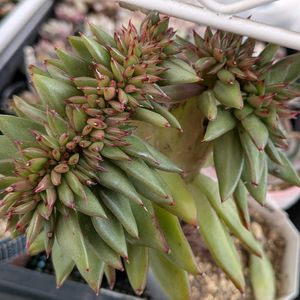 ブルードルフィン,ブラックサバス,ホンドロ,アリスディ♡,ユリアナ♡の画像