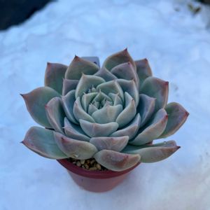 パルスノー,多肉植物,多肉中毒,多肉のある暮らし,多肉女子の画像