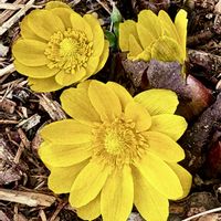 福寿草,山野草,ビタミンカラー,꒰ღ˘◡˘ற꒱かわゅ~,美しいの画像