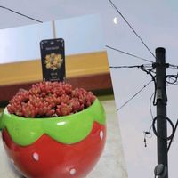 虹の玉,繋がりに感謝✨,多肉植物 韓国苗,真っ赤な火曜日,元気パワー届け✨の画像