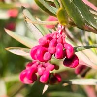 グレビレア,オージープランツ,季節の花,花のある暮らし,緑のある暮らしの画像