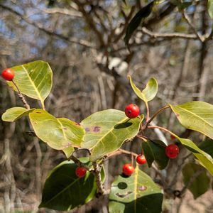 ソヨゴ,ソヨゴ,ソヨゴの実,赤い実,モチノキ科の画像