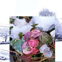 ハツユキカズラ,おでかけ先,雪,庭の画像