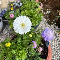 アネモネ,スカビオサ,ラナンキュラス,ハンノキの実,GSに感謝。の画像