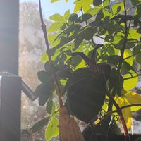 パキポディウム・グラキリス,アデニア・グラウカ,パキポディウム・サキュレンタム,マテレア シクロフィア,パキポディウム属の画像