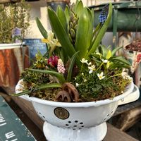 クローバー,チューリップ,ヒヤシンス,ムスカリ,ハイゴケの画像