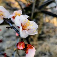 ウメ,カーネーション,白梅,白菜,花のある暮らしの画像