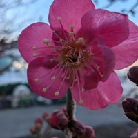 ウメ,紅千鳥,梅(うめ),畑の画像