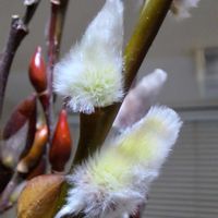 ネコヤナギ,花のある暮らし,植物大好き,人に優しく,リビング・ダイニングの画像