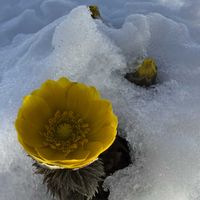 福寿草,フクジュソウ（福寿草）,雪景色,写真撮影,ウォーキングの画像