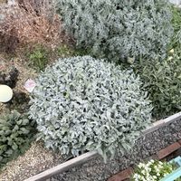 ガザニア,ガザニアビースト,ガーデニング,PWの画像