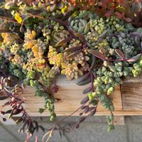 多肉植物いろいろ,多肉植物寄せ植え,お気に入り♡,増やしたい！,癒やしの画像