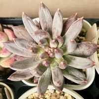 カラフルスター,多肉植物,多肉中毒,多肉沼,ベランダの画像