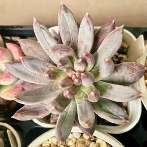 カラフルスター,多肉植物,多肉中毒,多肉沼,ベランダの画像