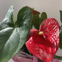 アンスリウム,雲南サクラソウ,プリムラオブコニカ,真っ赤な火曜日,今を生きるの画像