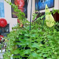 ネフロレピスの画像