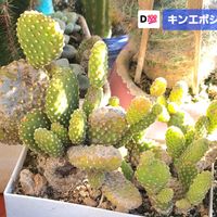 サボテン,キンエボシ,ダイソー,植物男子ベランダー,ベランダの画像